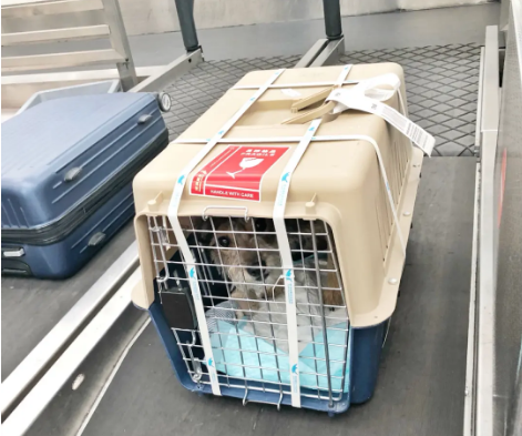 安庆宠物托运 宠物托运公司 机场宠物托运 宠物空运